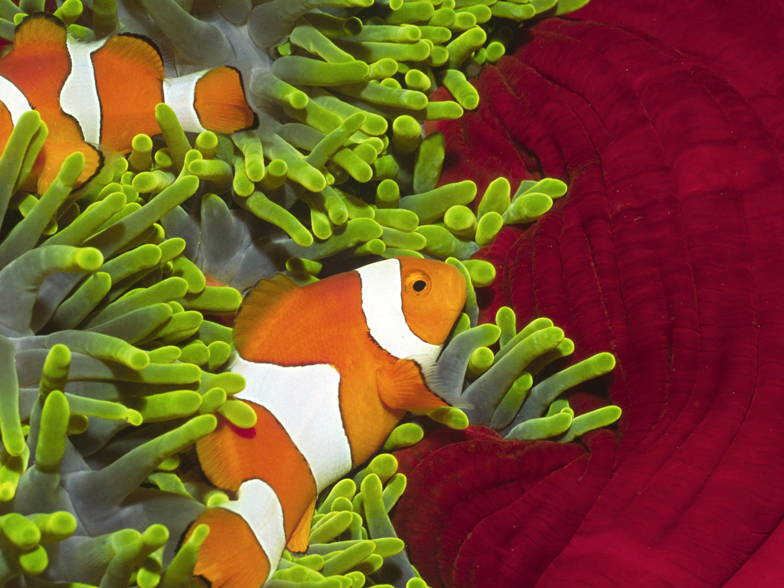 Красивые рыбки