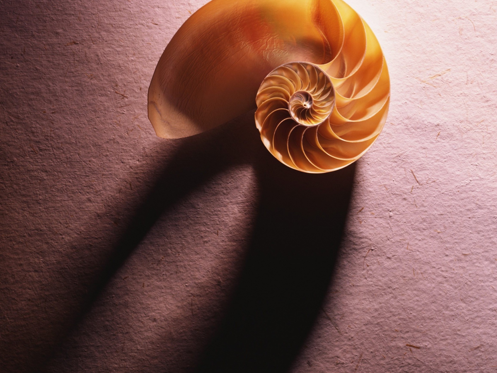 Морская ракушка