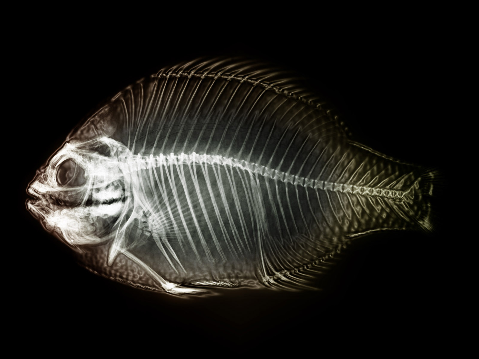 Рентген рыбы