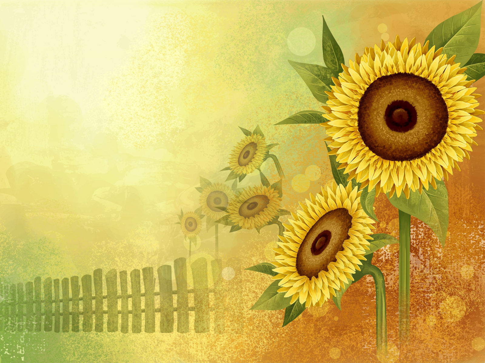 Цветы подсолнуха