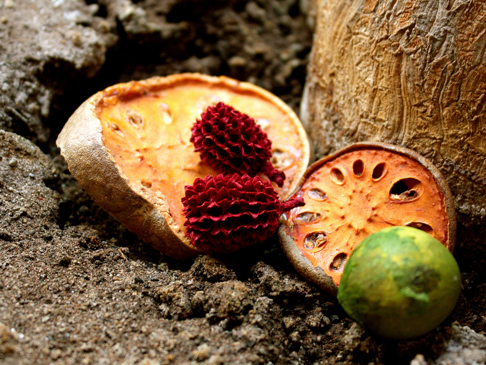 Сушеные фрукты