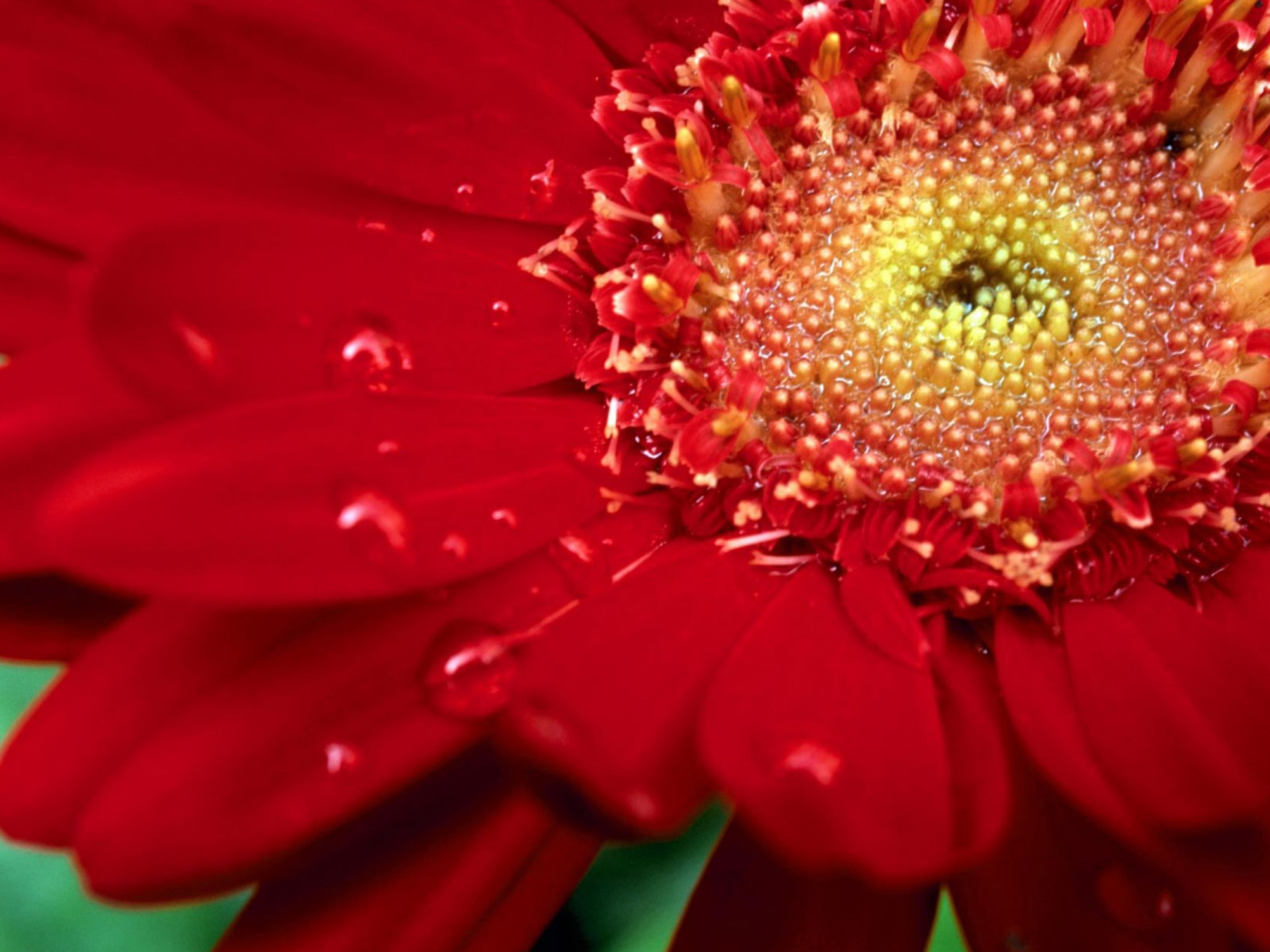 Цветок на международный женский день