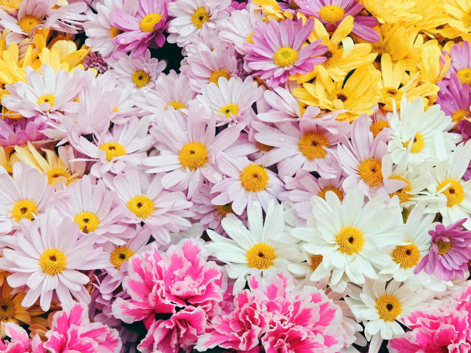 Цветы дорогим женщинам