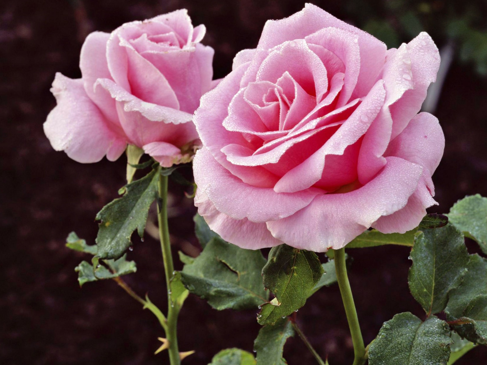 Цветы в подарок на 8 марта