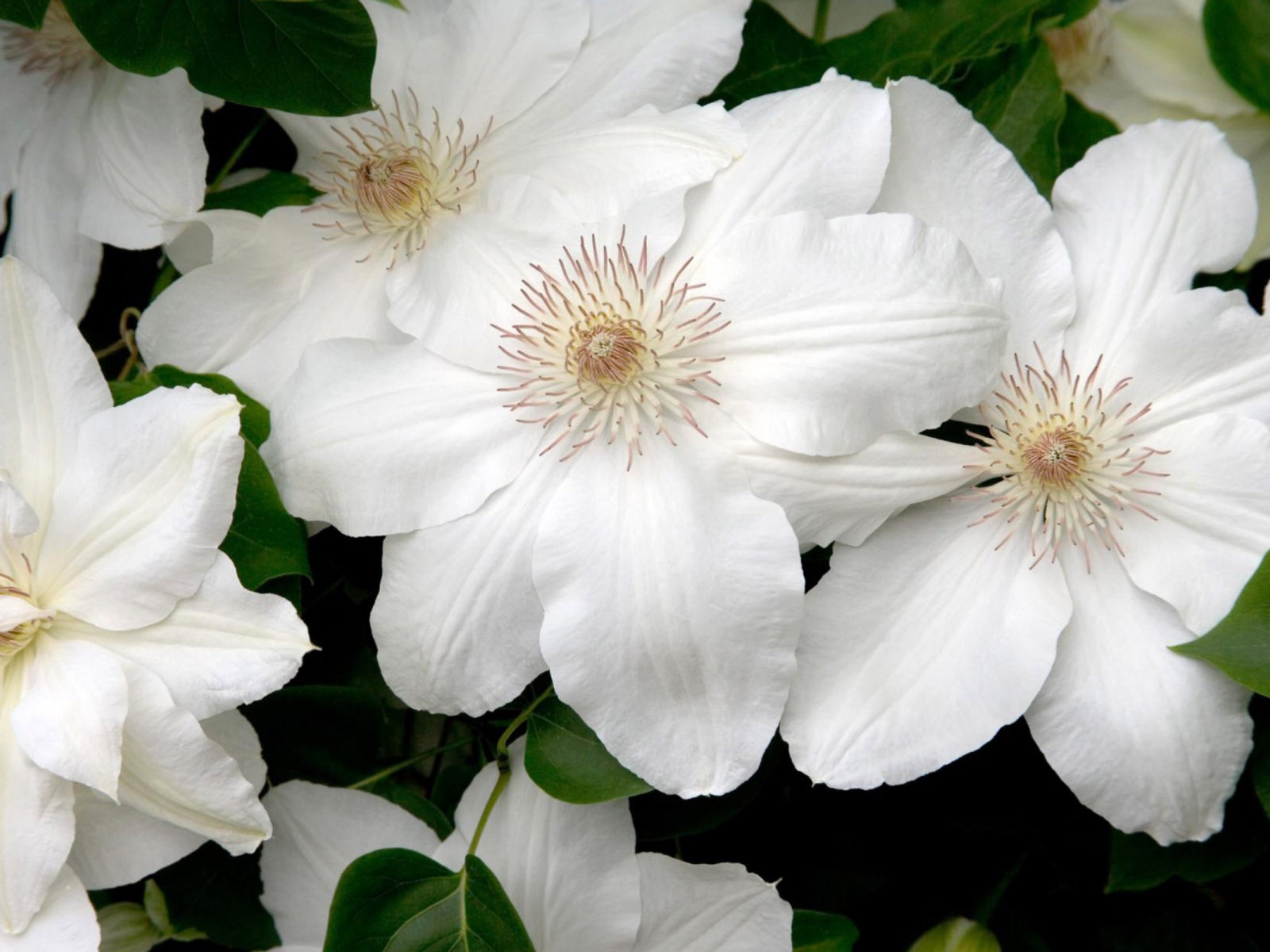 Белые цветы в подарок на 8 марта