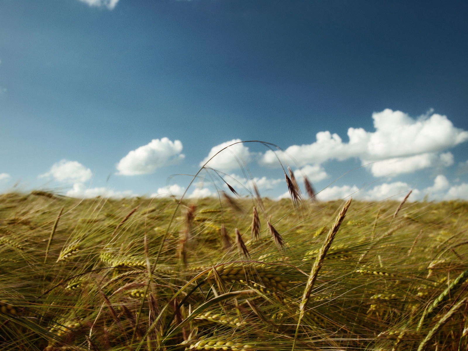 Солнечный день на поле