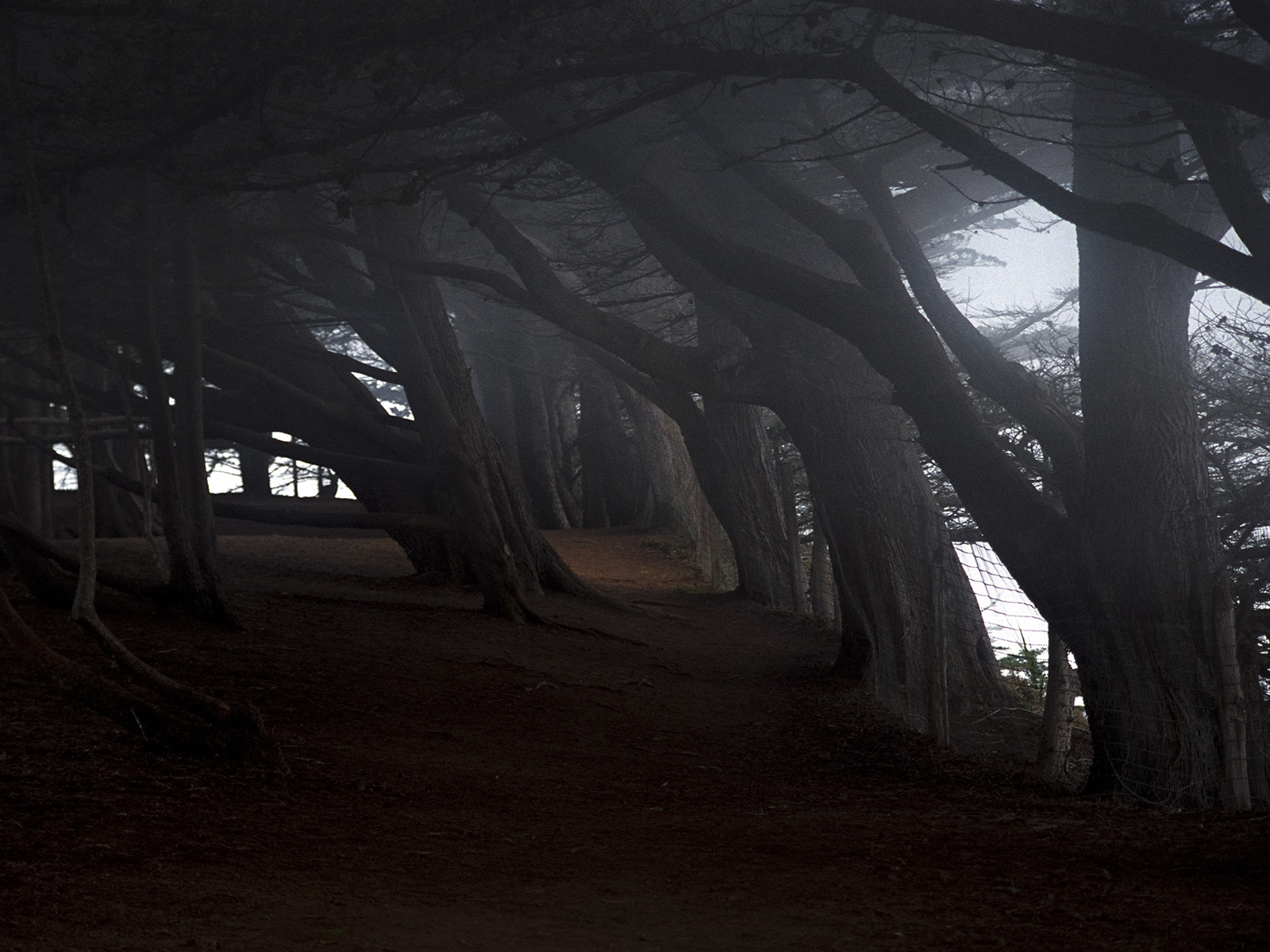 На краю темного леса