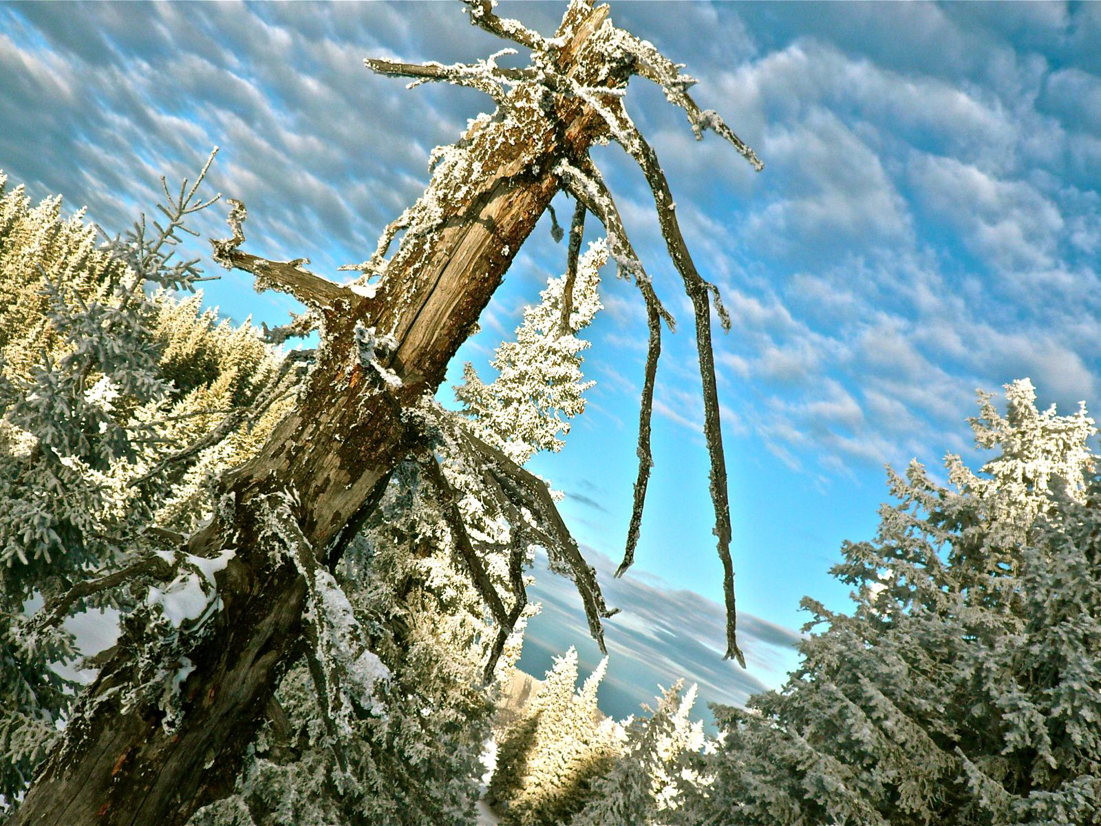 Австрийский лес