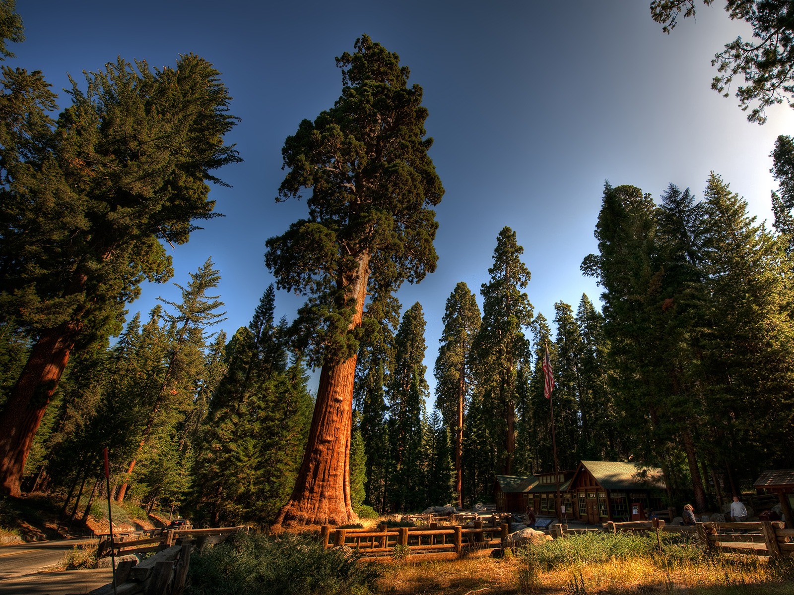 Красный лес