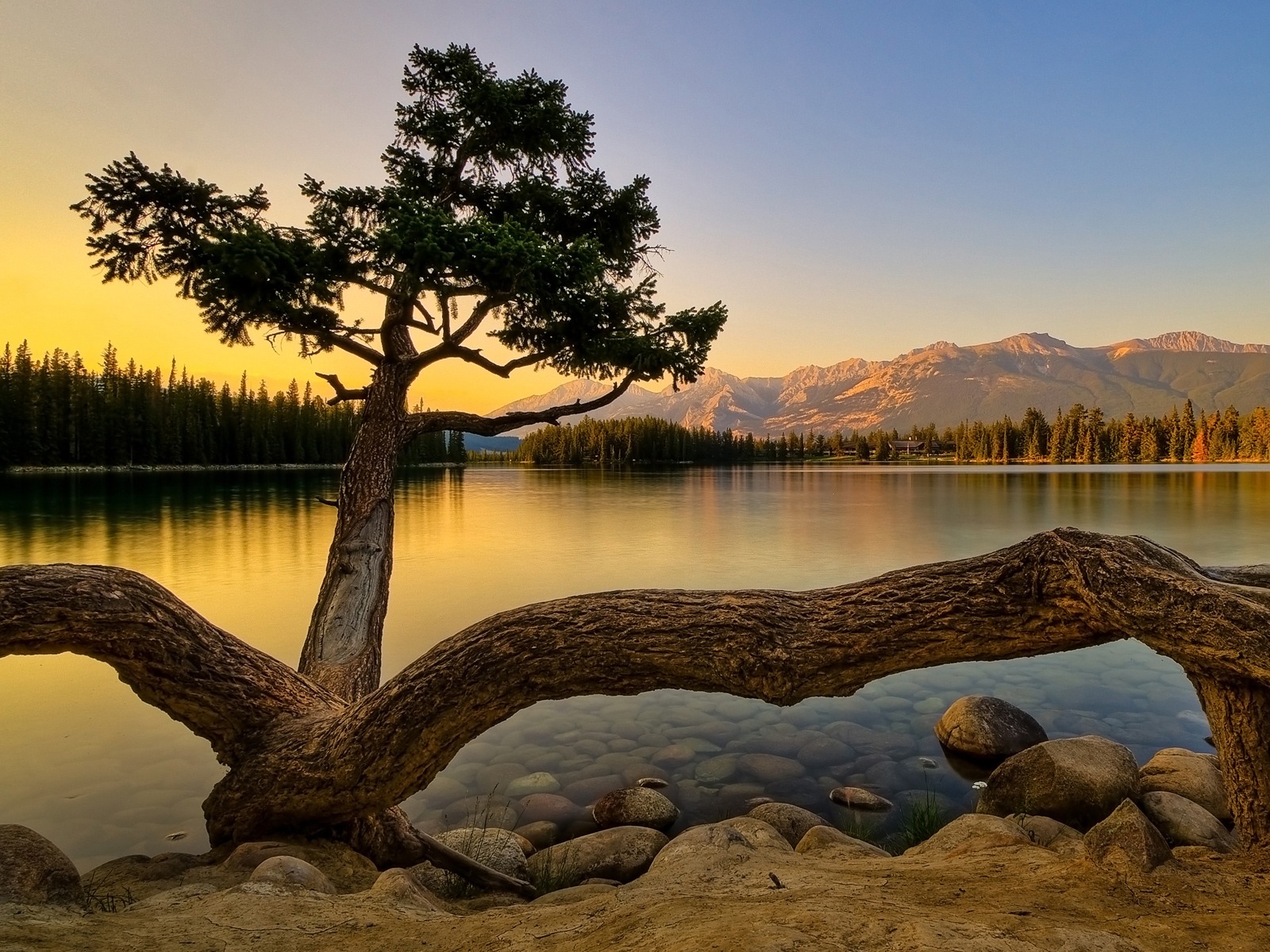 Cтранное дерево