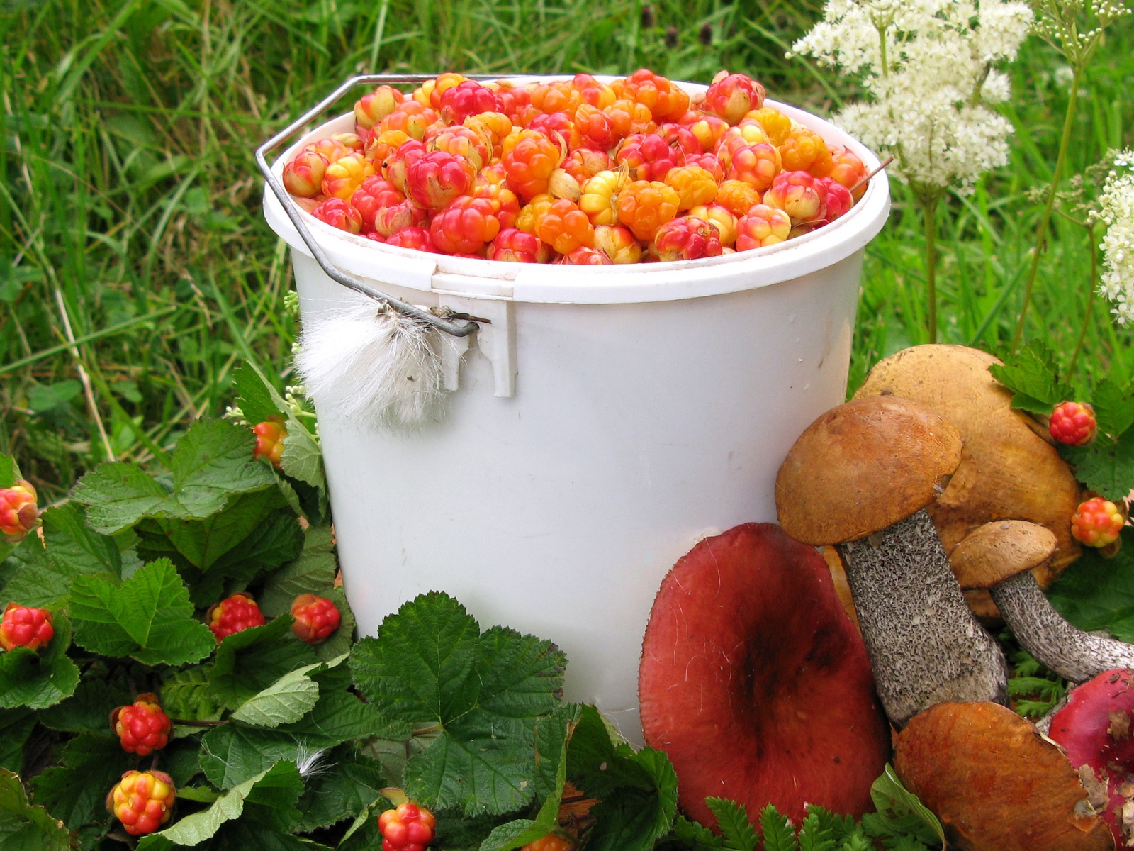 Ягоды и грибы