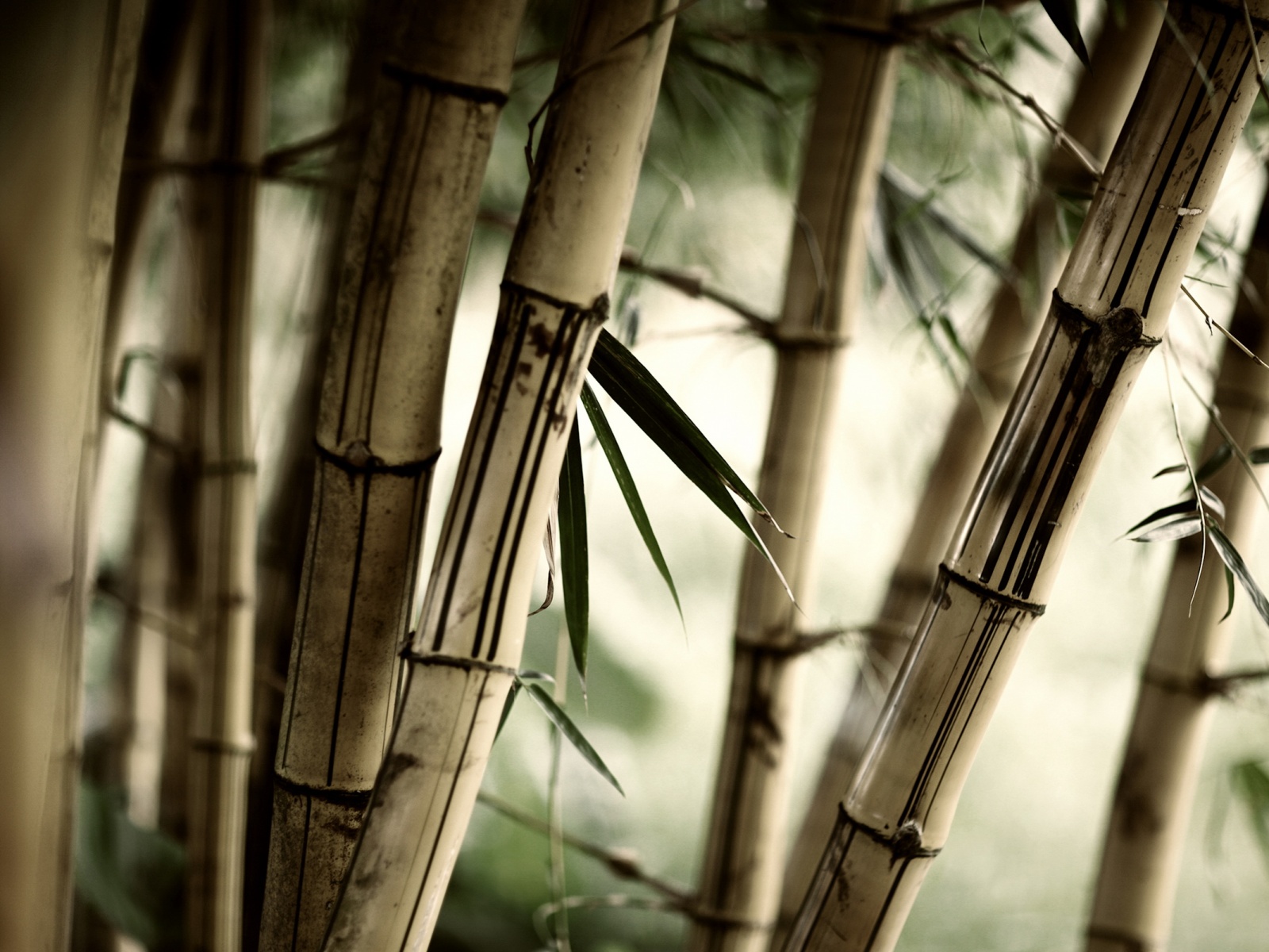 Заросли бамбука