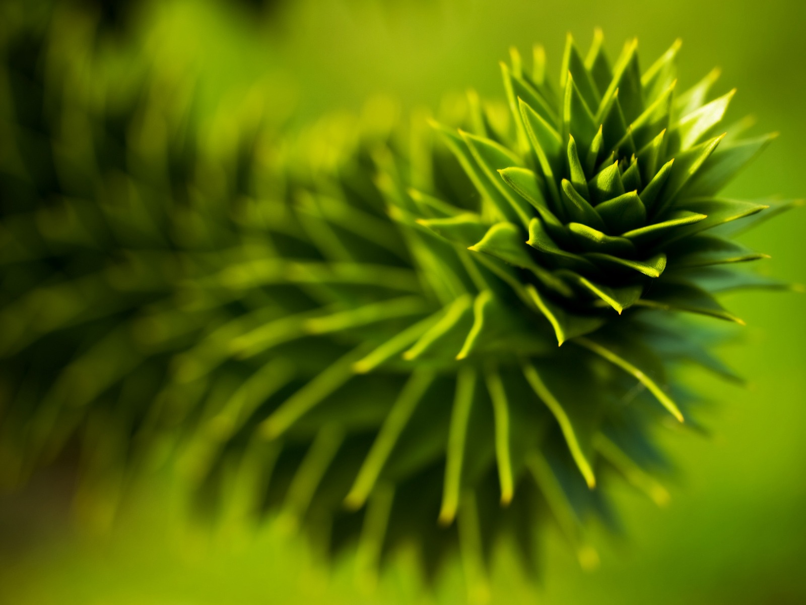 Зеленое растение