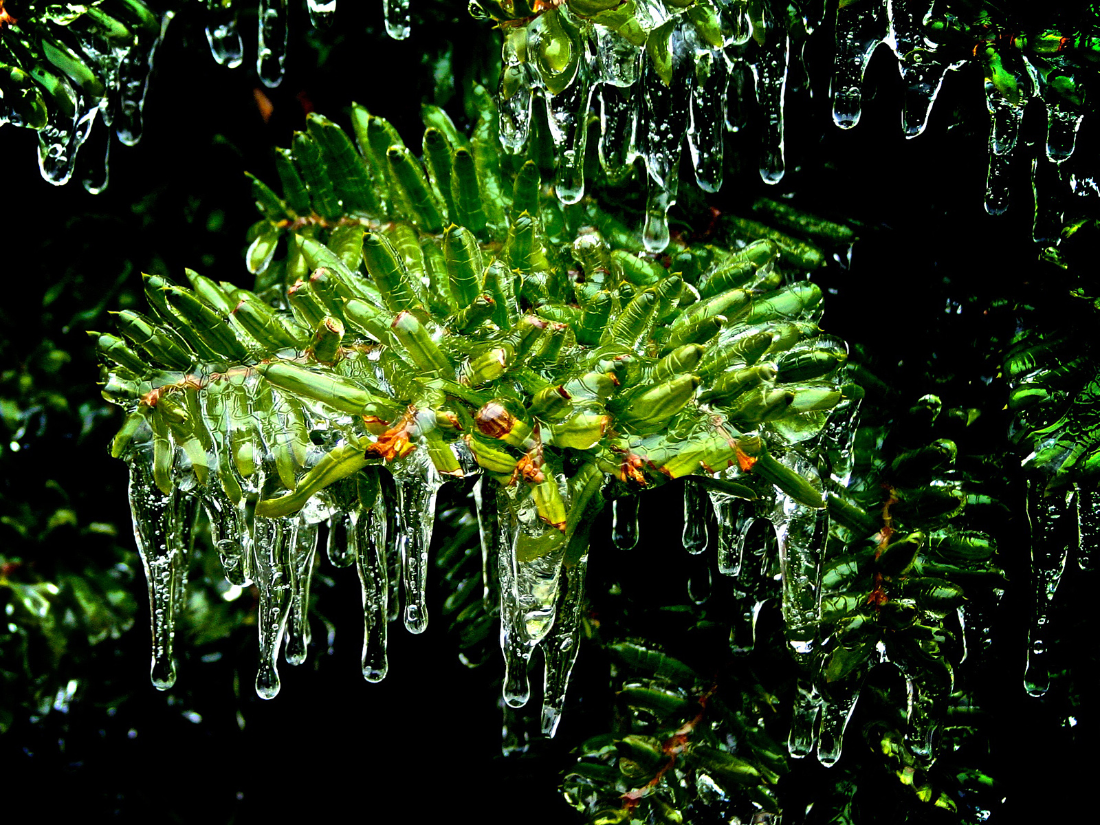 Листья покрытые льдом