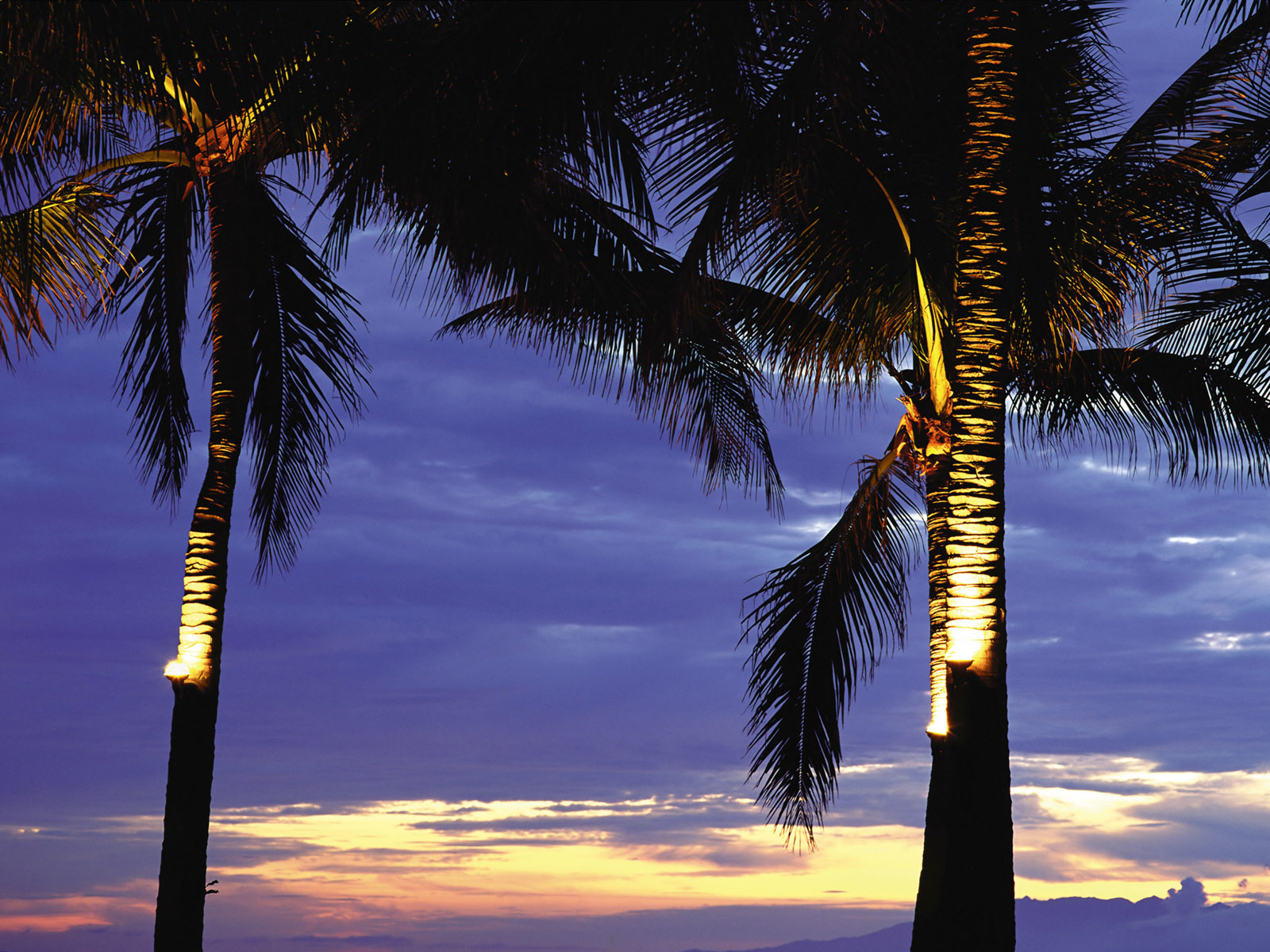 Пальмы в лучах заката
