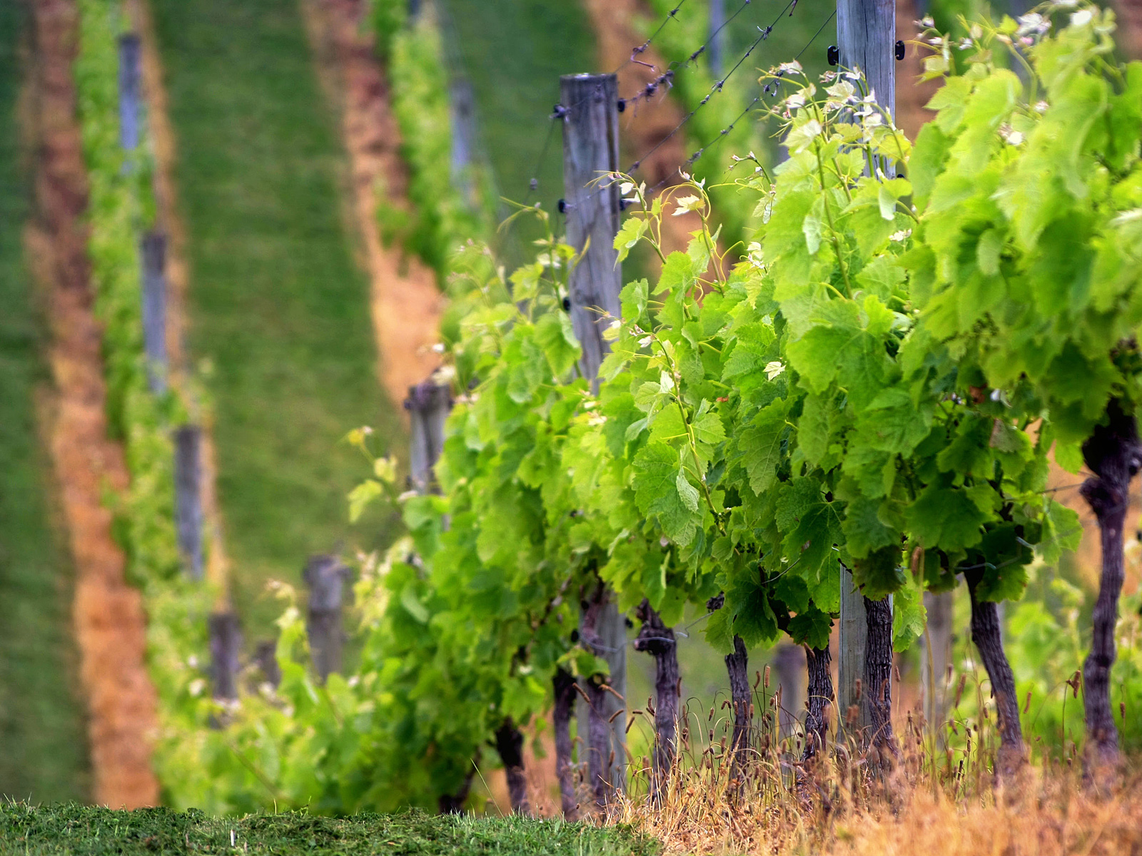 Виноградник