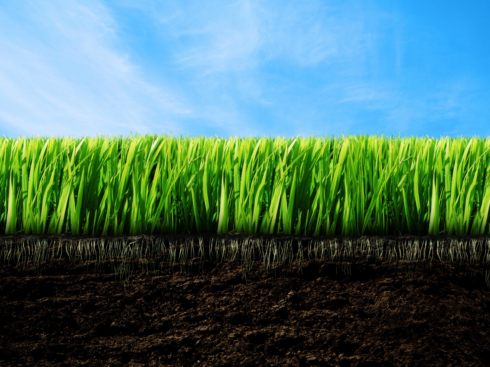 зеленая трава