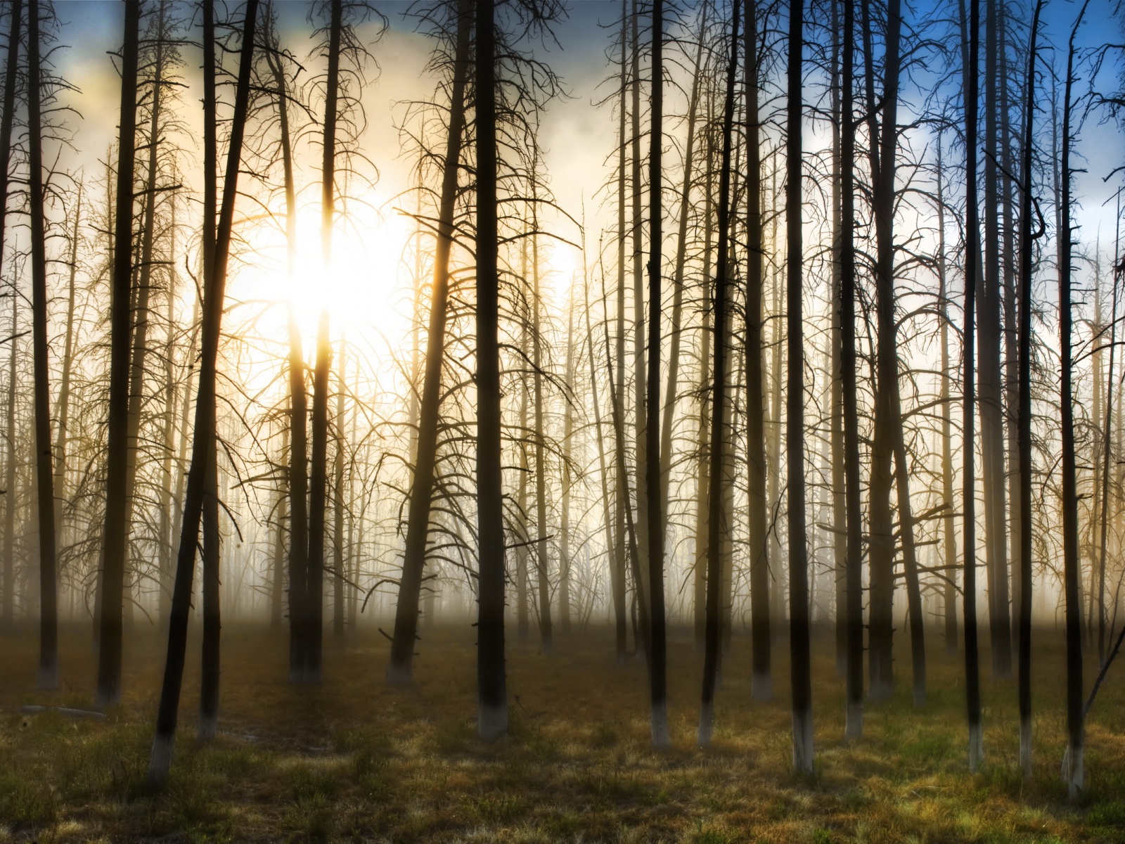 Деревья на закате