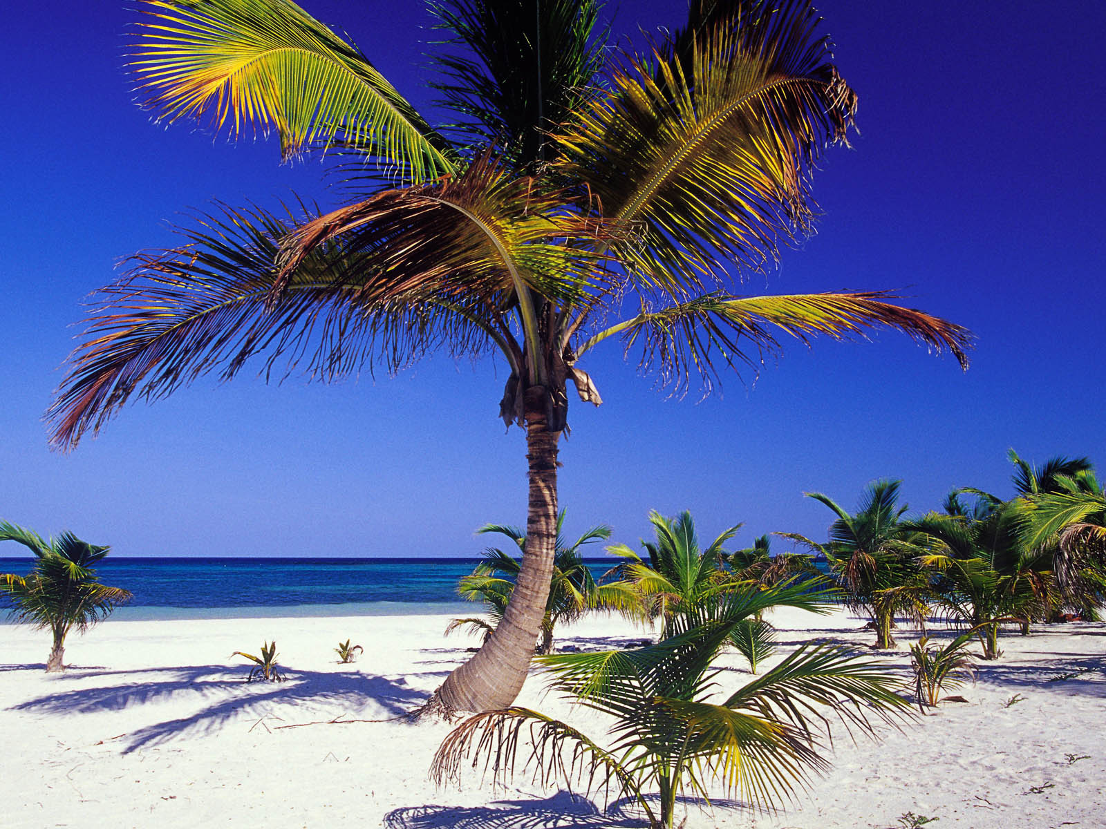 Пальма пляж