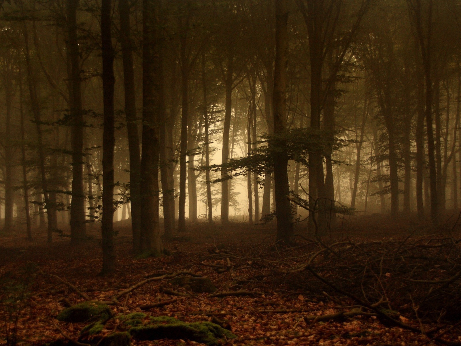 Дремучий лес