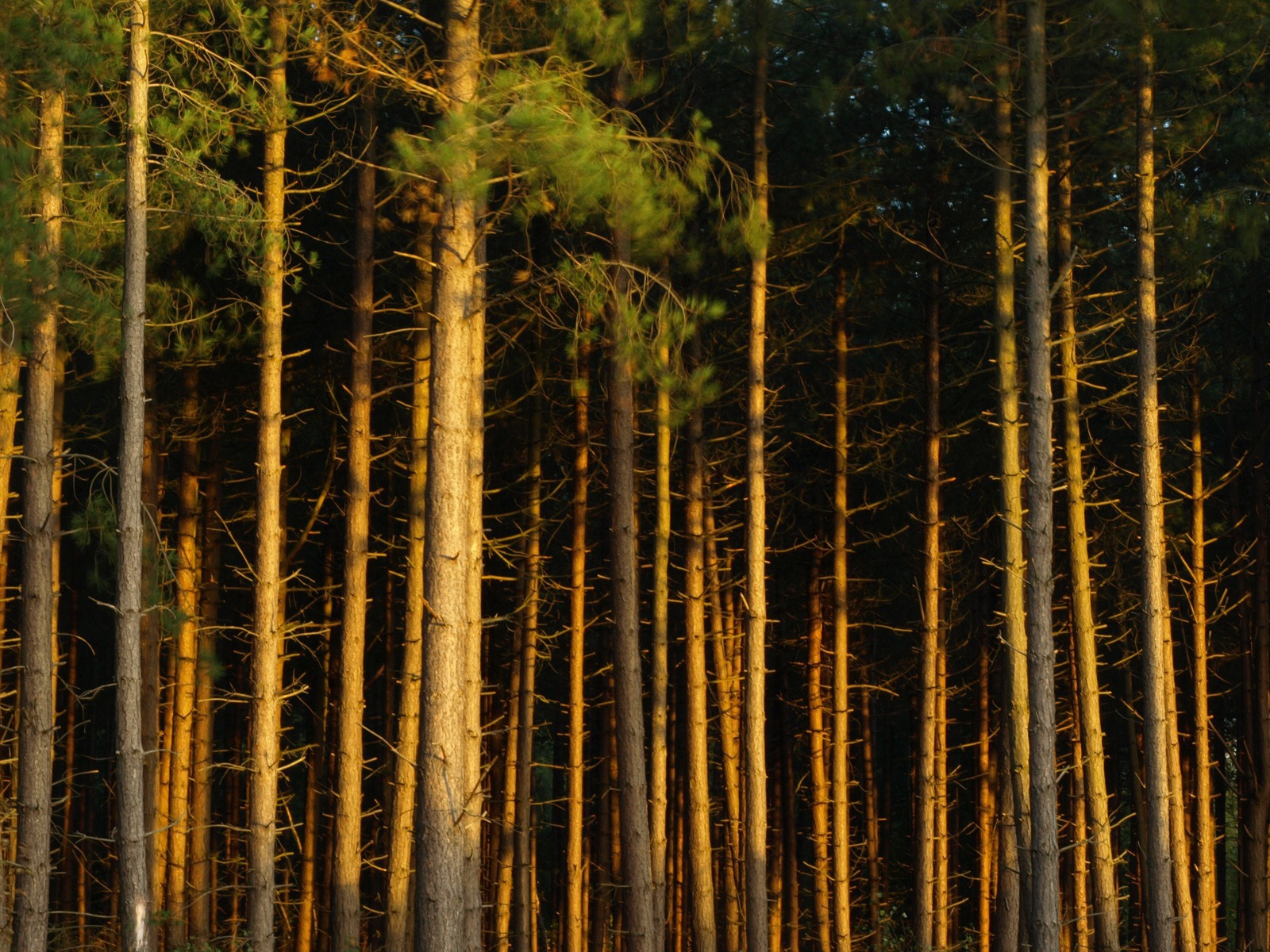 Сосновый бор