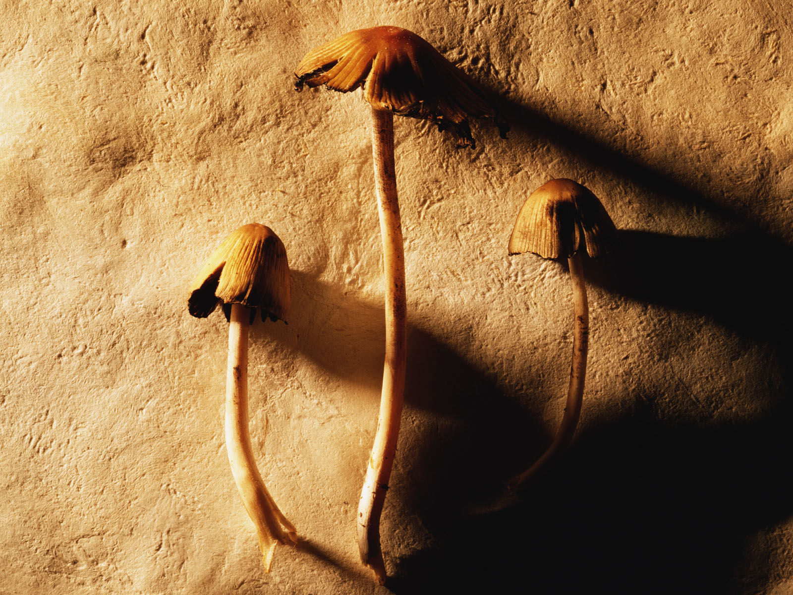 Маленькие грибочки