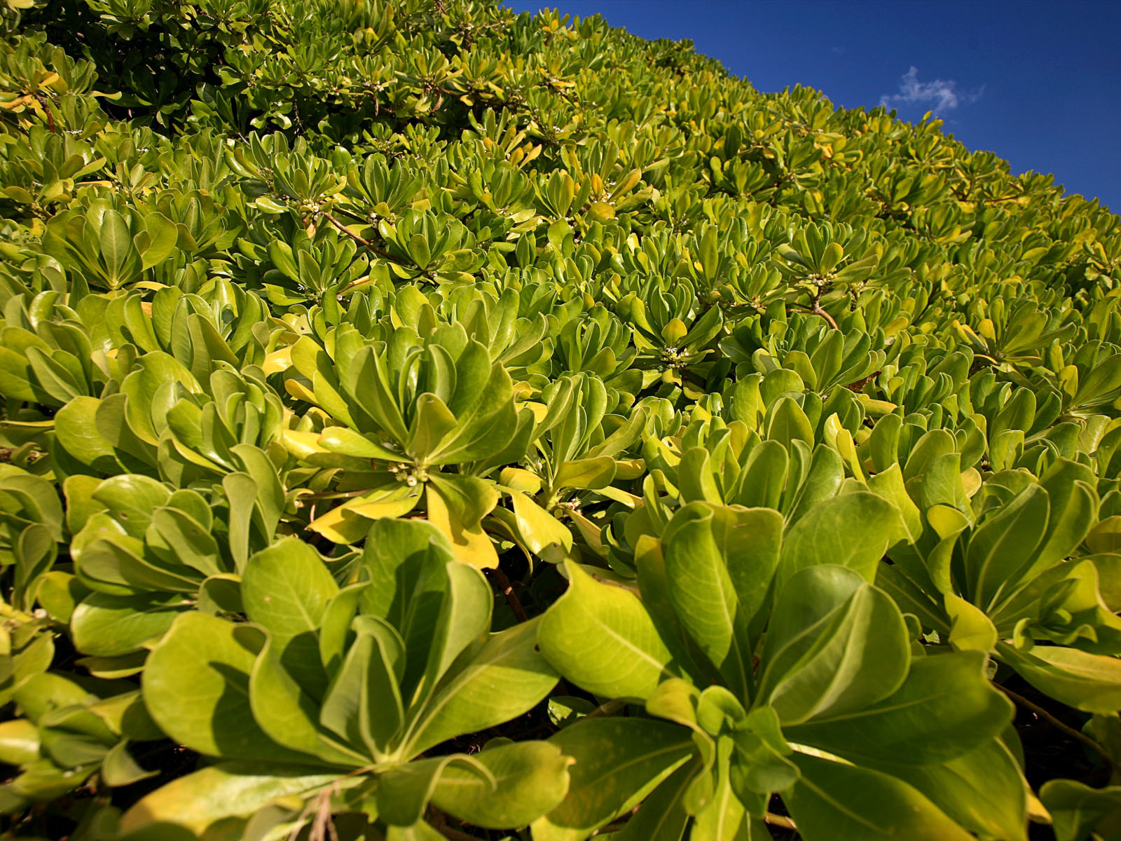 Зеленая пелена