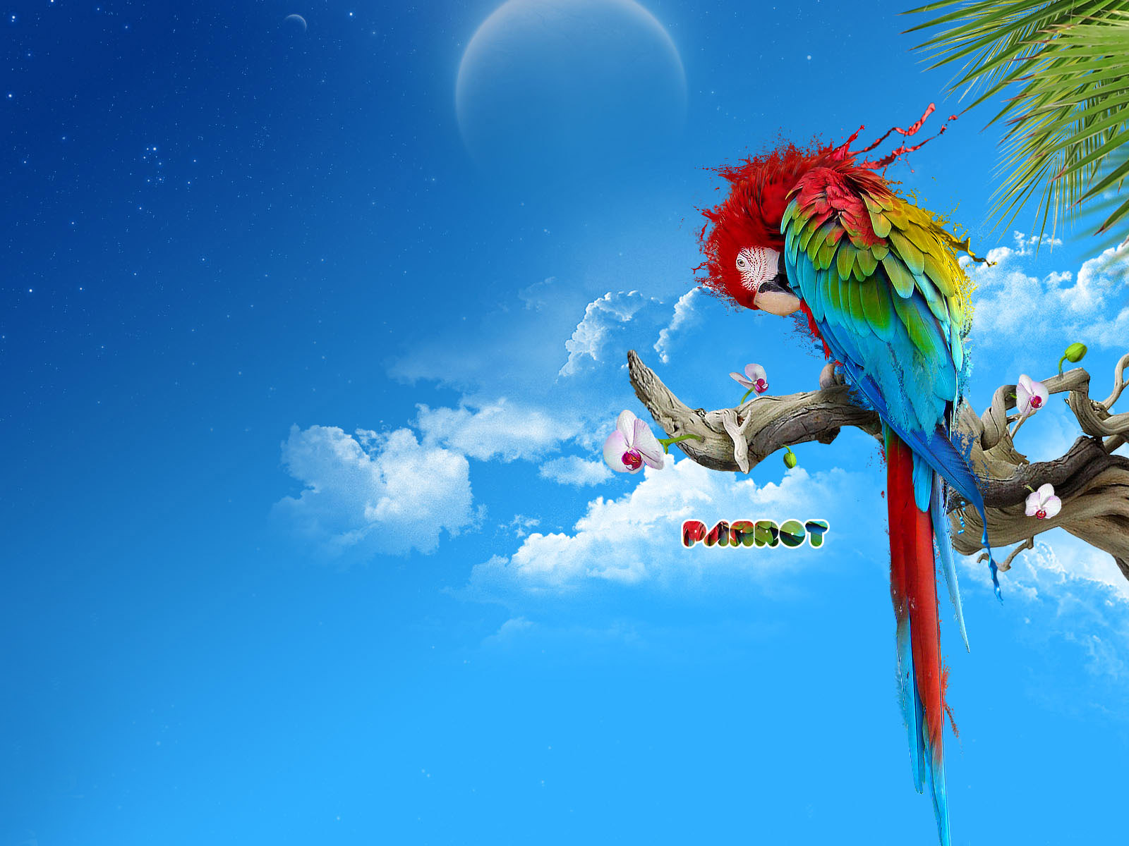 Яркий попугай