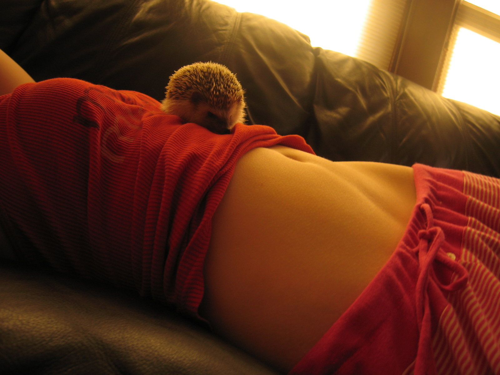 Похождения ежика