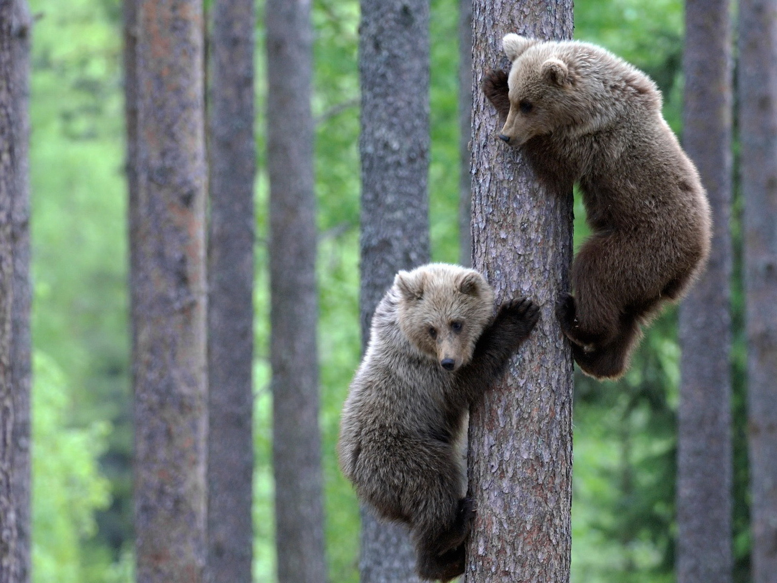 Медвежата на дереве