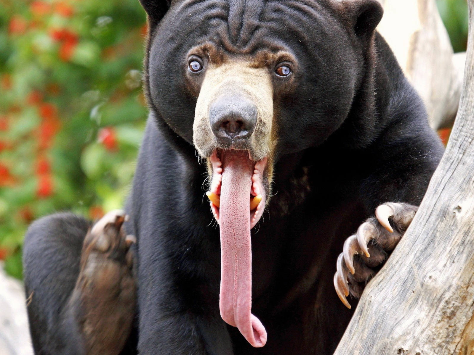 Медведь с длинным языком