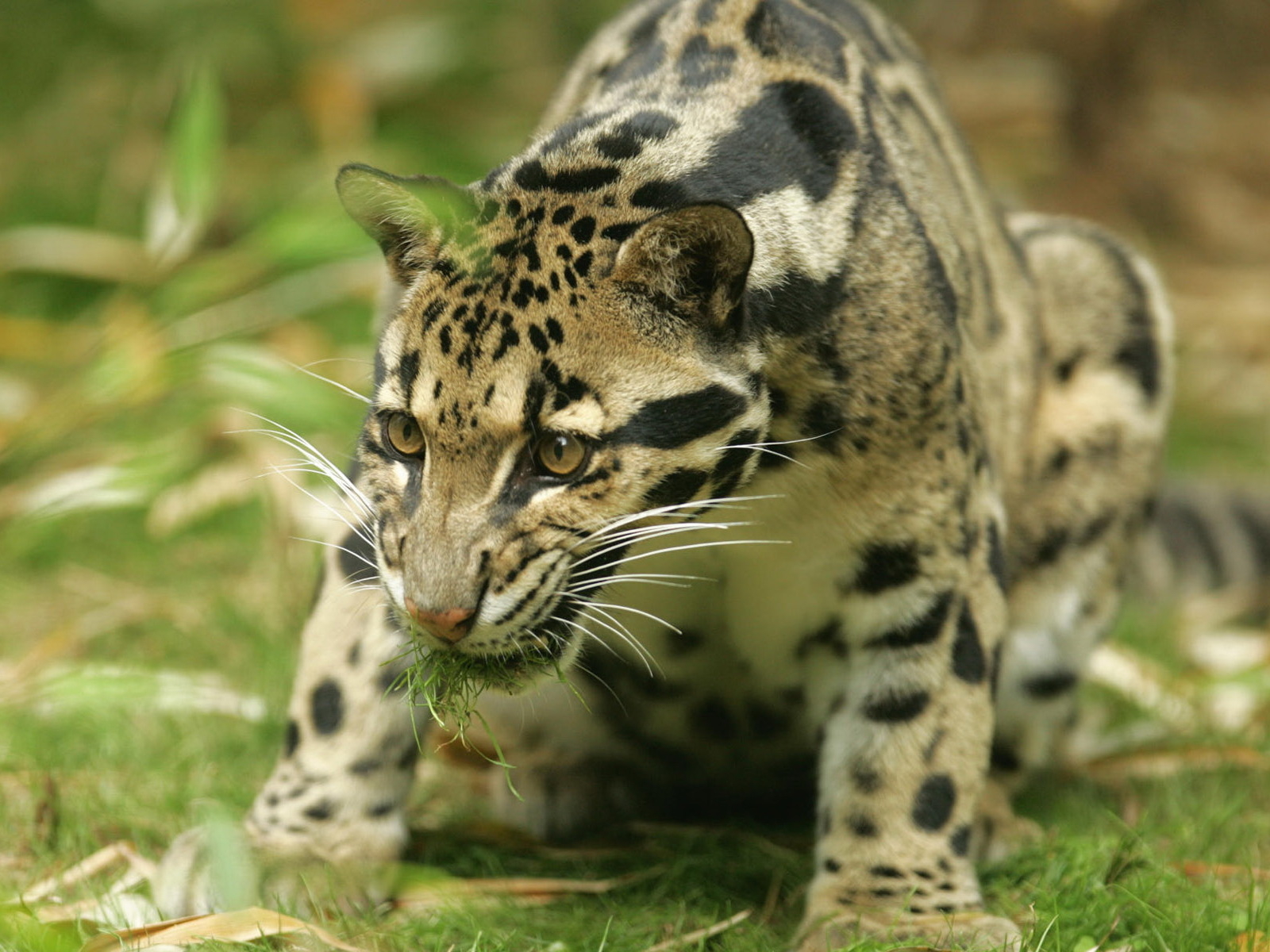 Большая киса