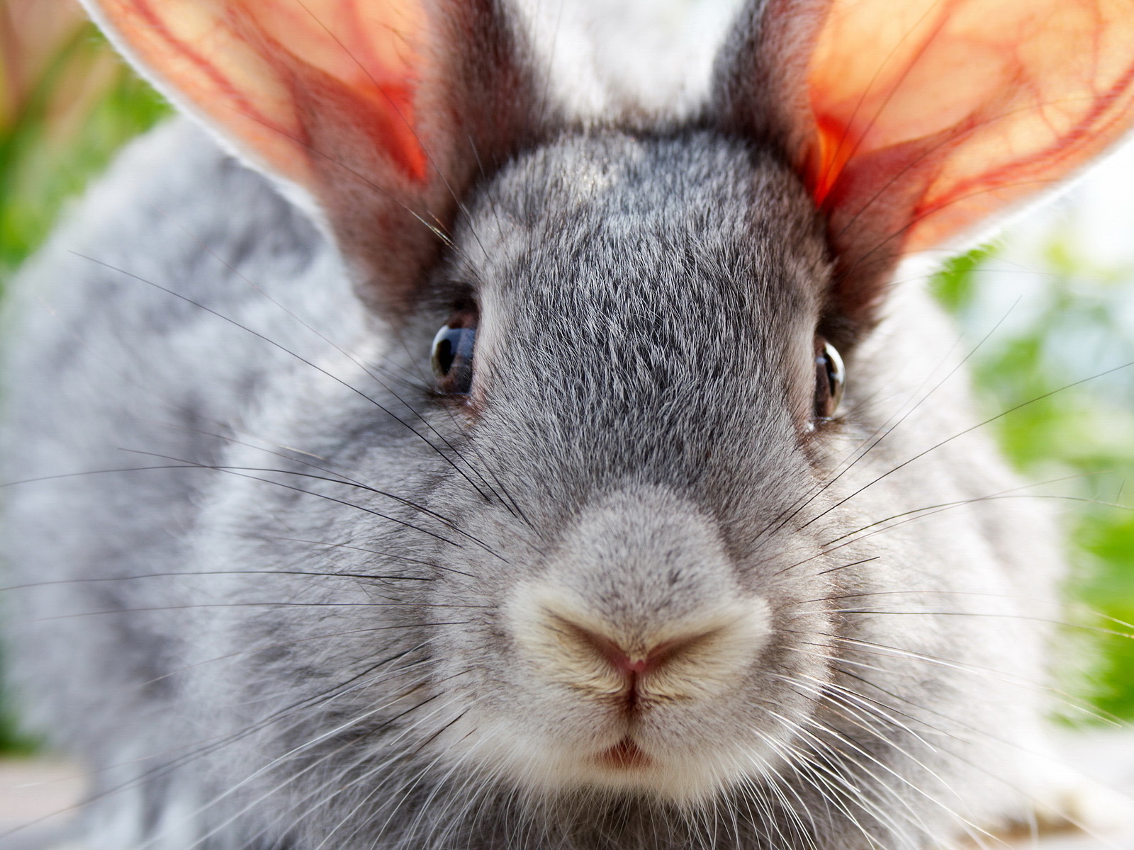 Ушастый друг