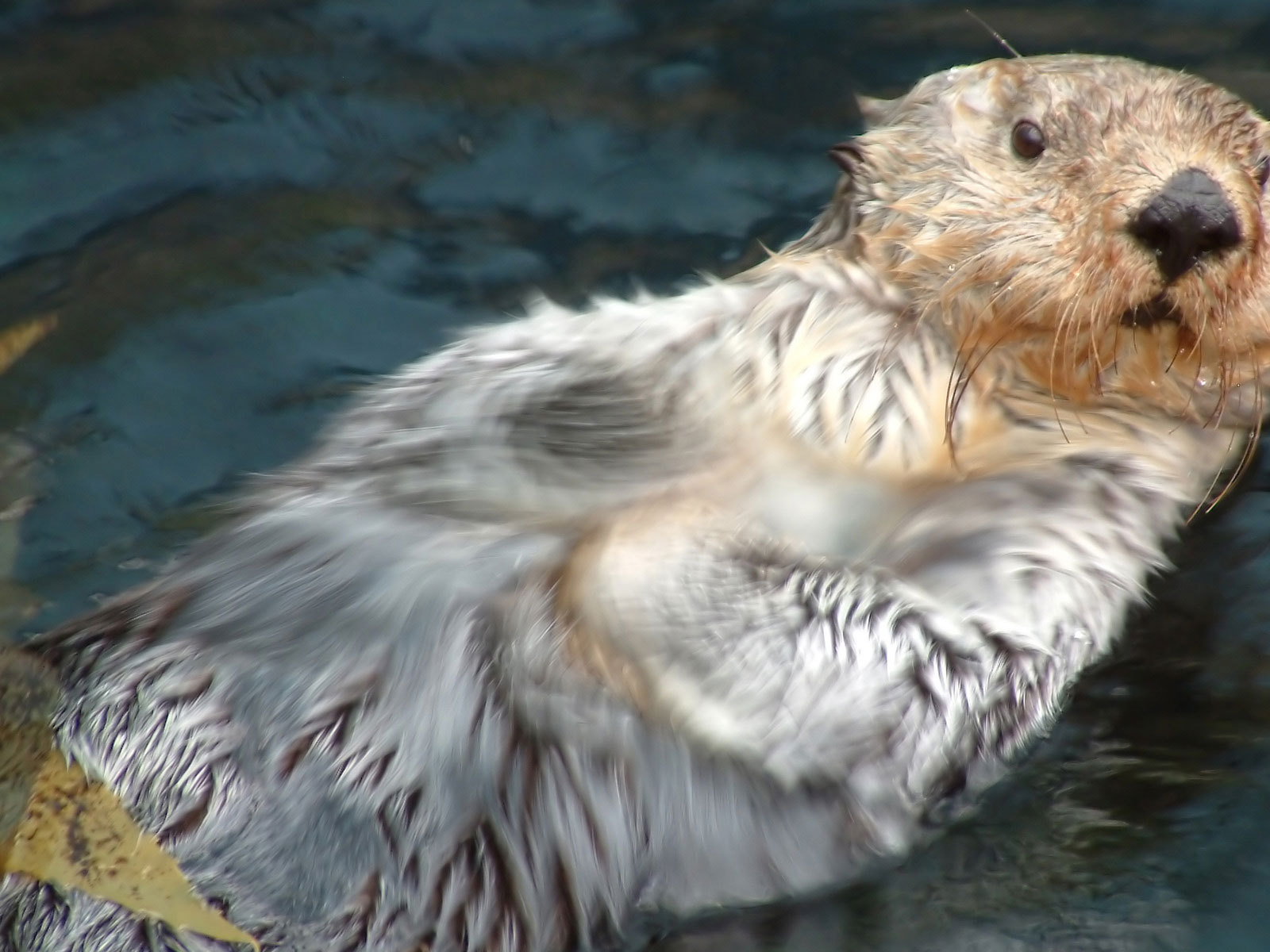 Плывущий бобер