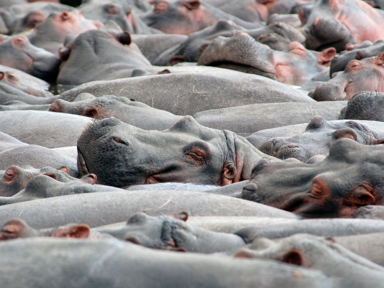 Бегемоты на купании