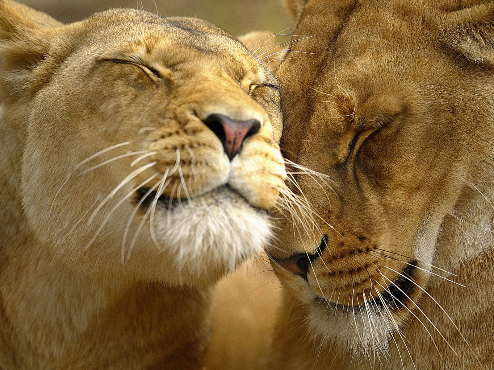 Львиная нежность