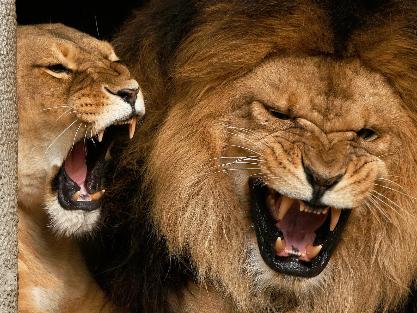 Львиные отношения