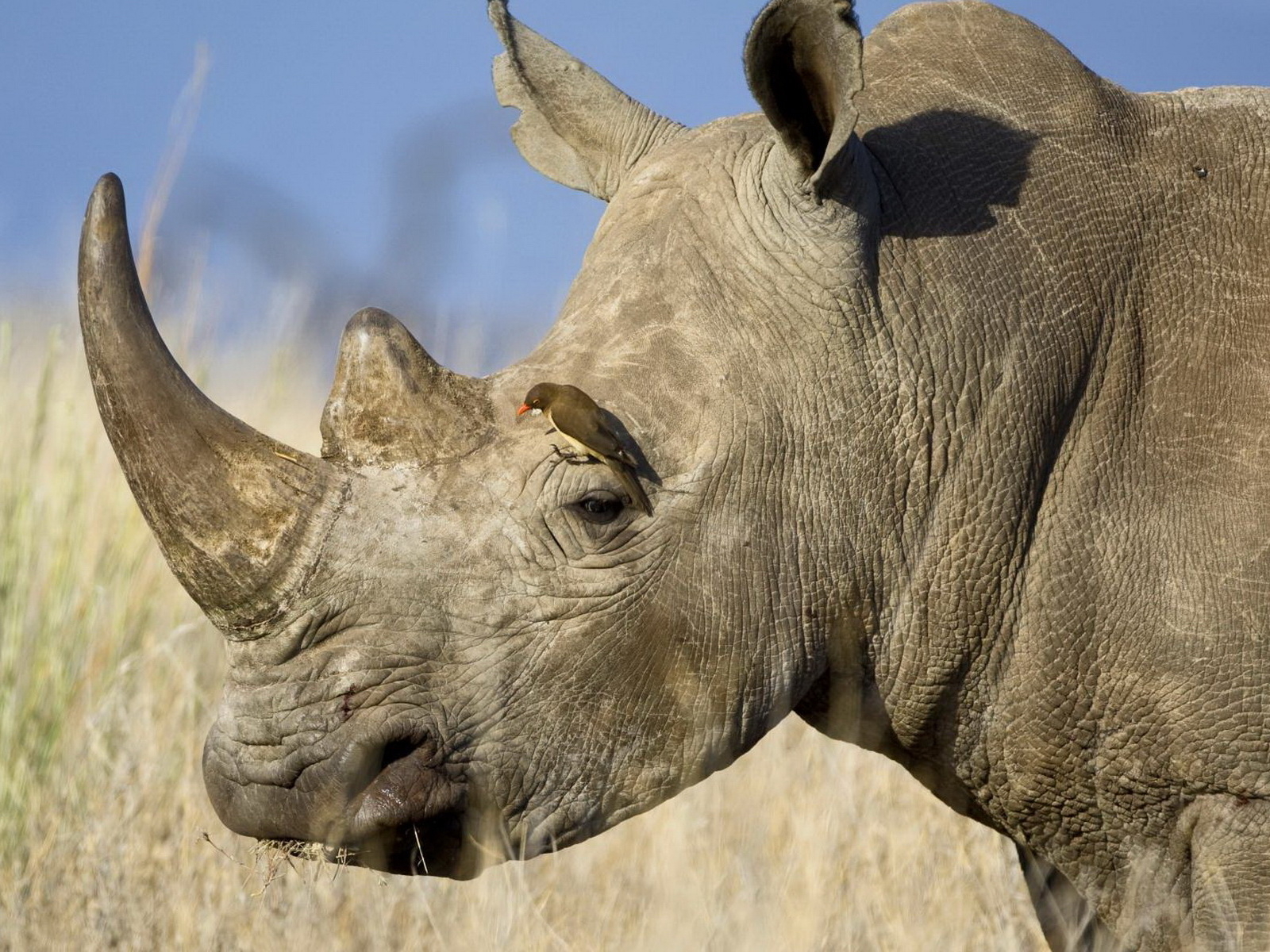 Носорог и птичка