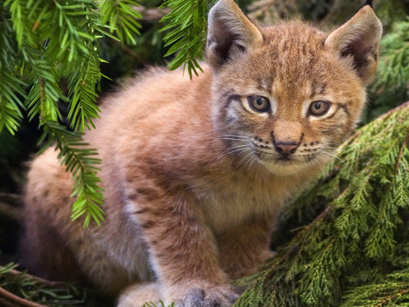 Рысенок на ветке