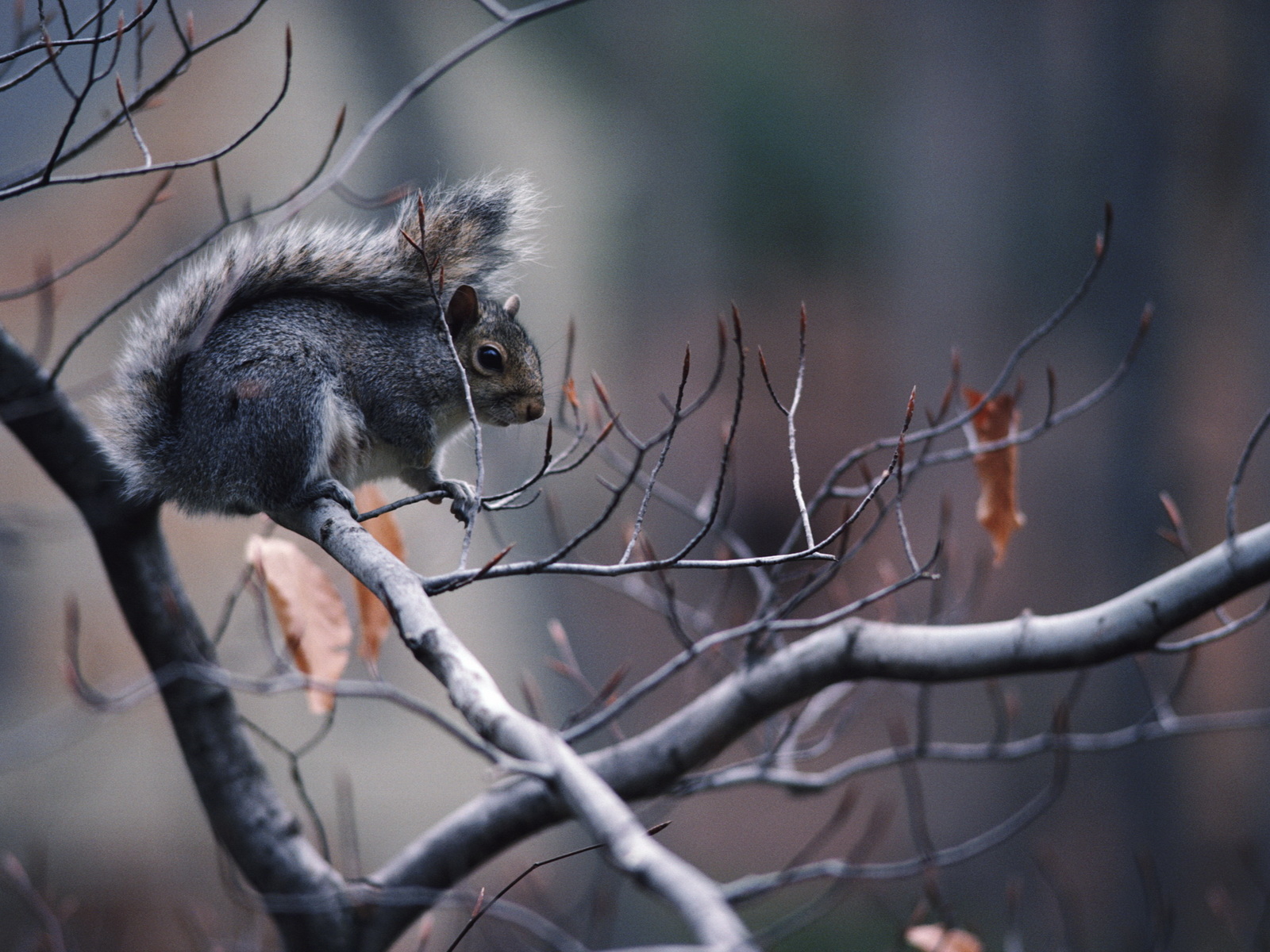 Белка на ветке