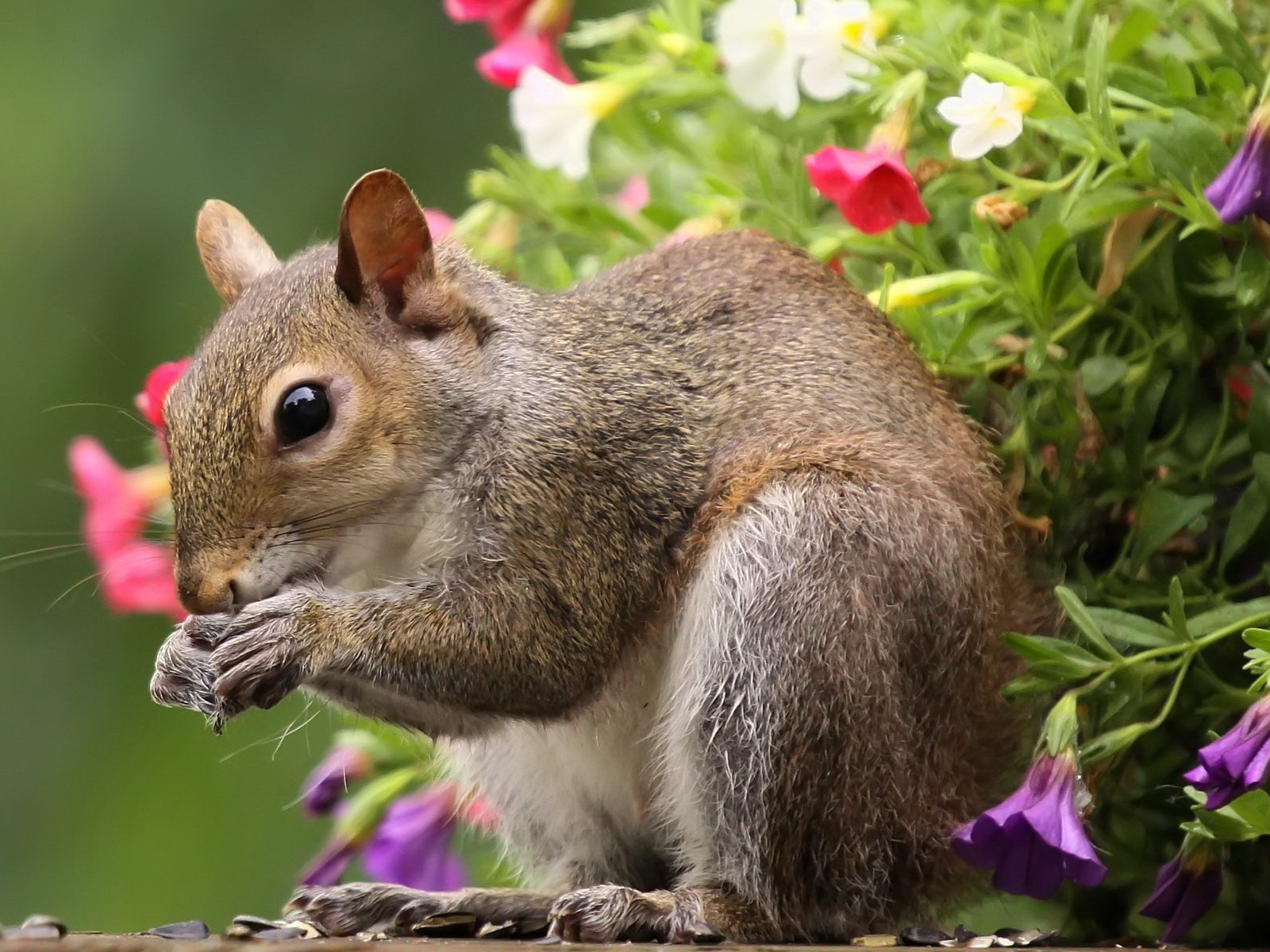 Белка во время трапезы