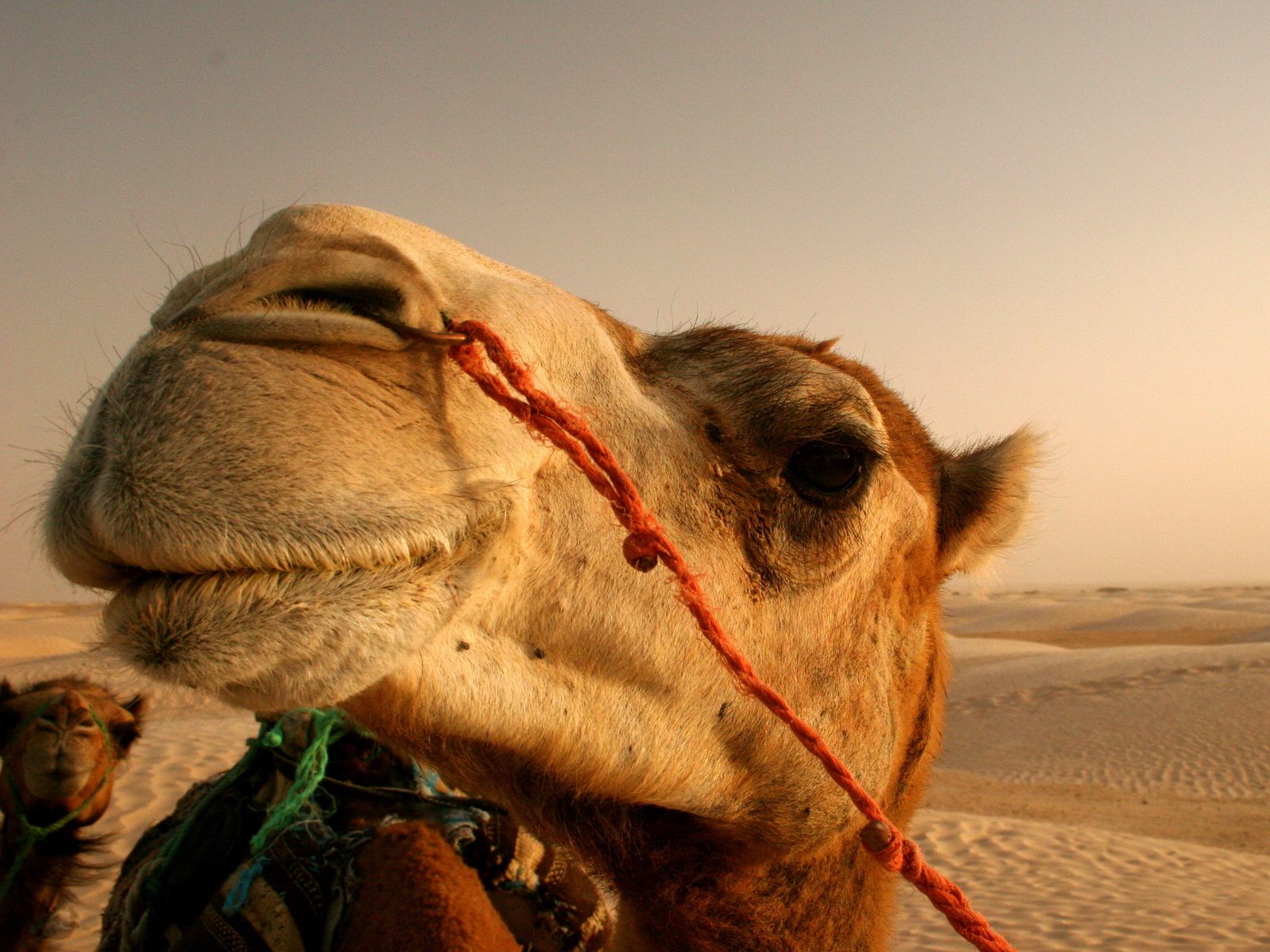 Верблюд