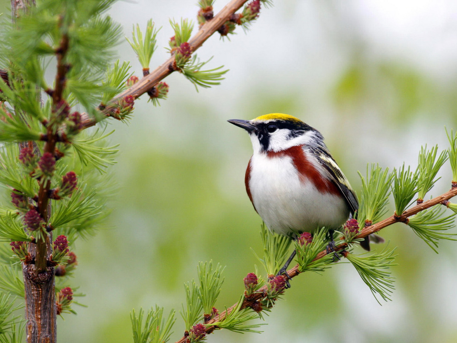 Желтошапочный лесной певун
