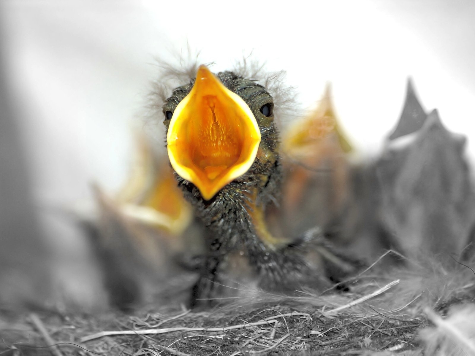 Птенцы в гнезде