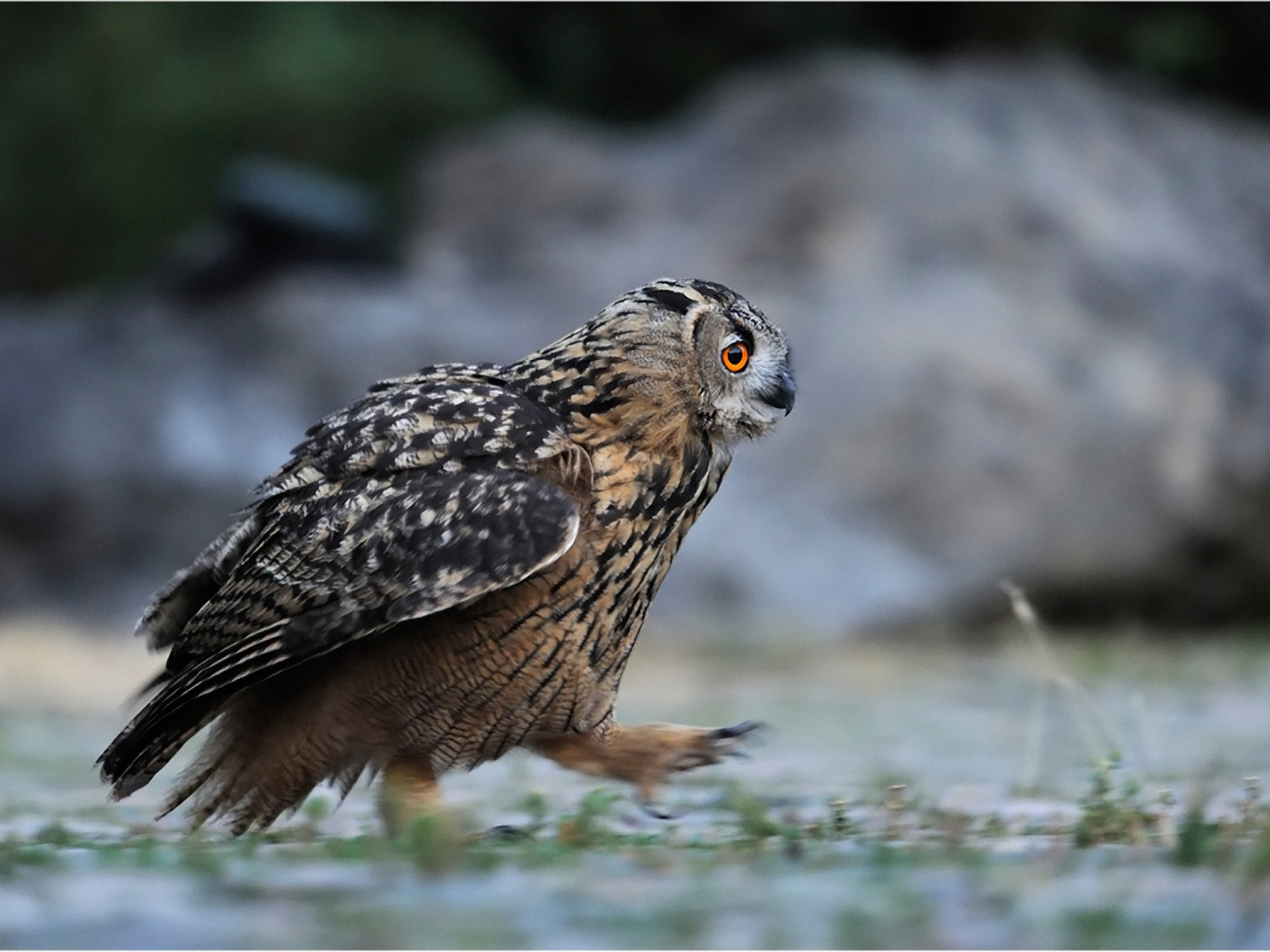 Идущая сова