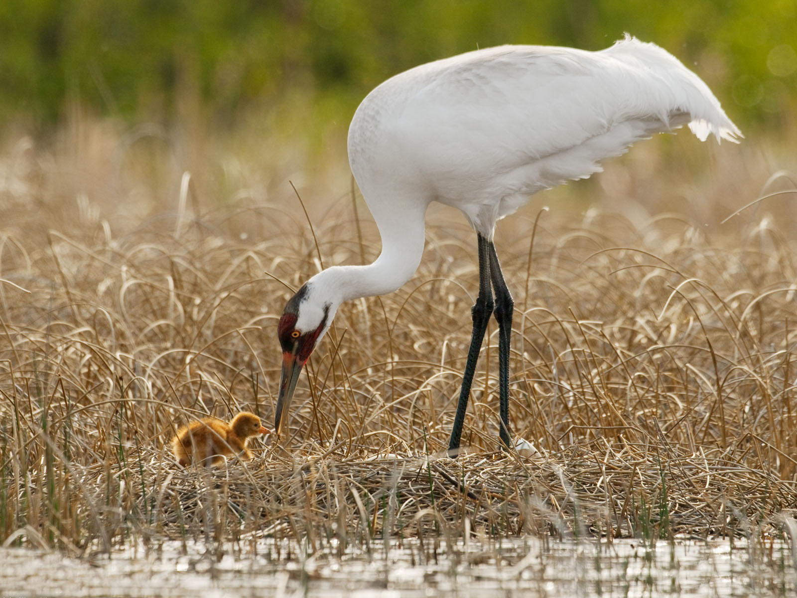 Цапля и птенец
