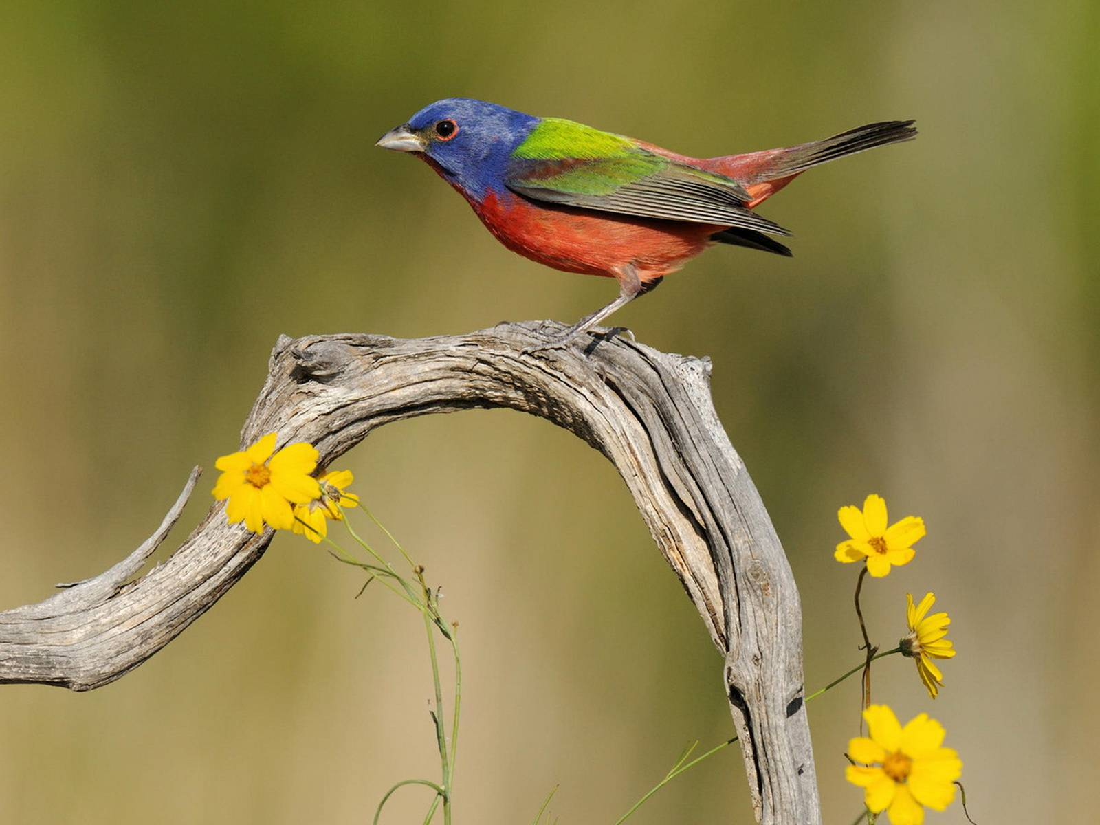 Пестрая овсянка