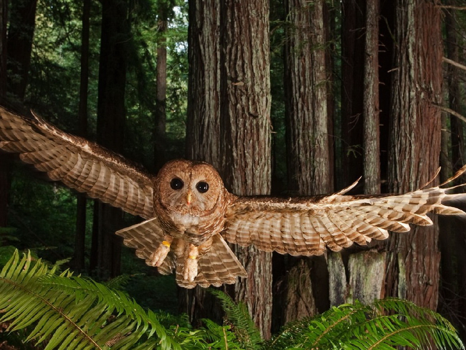 Северная пятнистая сова