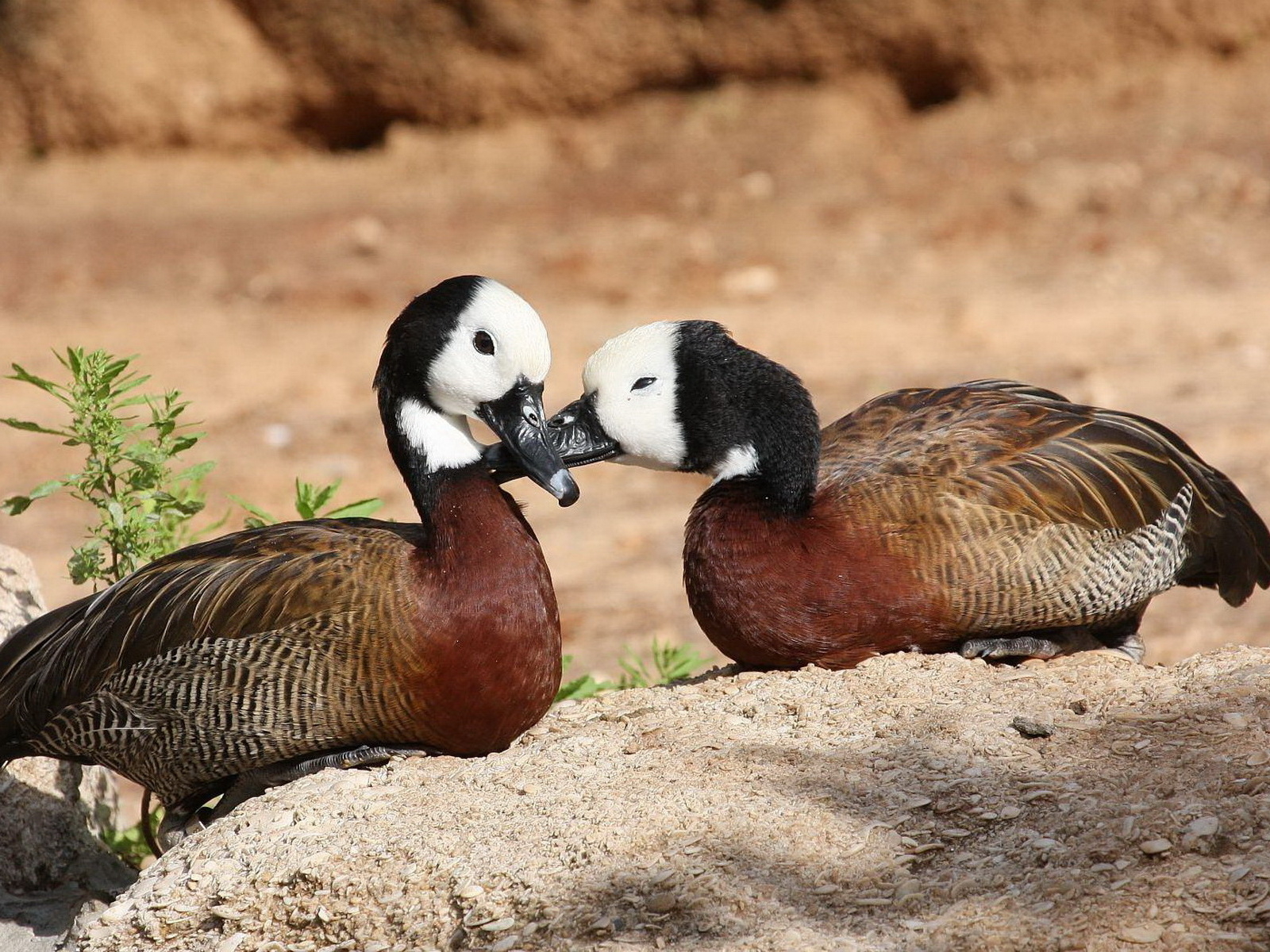 Парочка диких уток