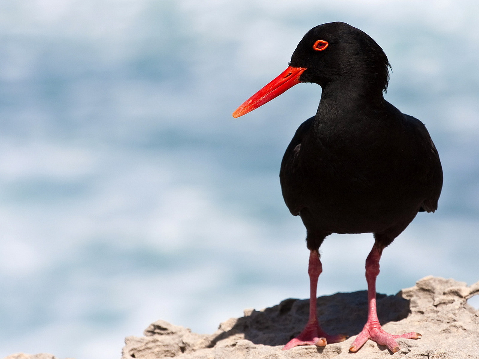 Кулик-сорока